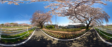 2012年4月6日　長尾川左岸　桜　360度パノラマ写真