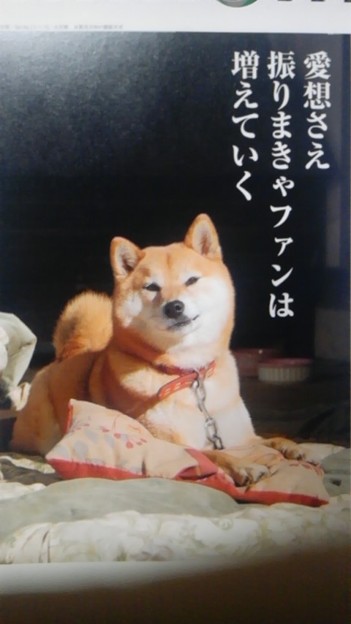 犬川柳カレンダー 柴犬 を 写真共有サイト フォト蔵