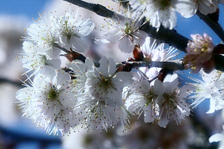 桜咲く ♪♪♪