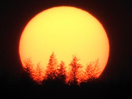 木々が燃える夕陽