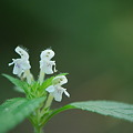 Clustered Mountainmint