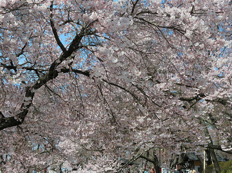高遠城址公園_10