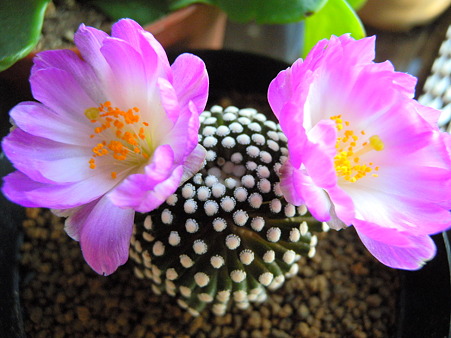 Mammillaria luethyi