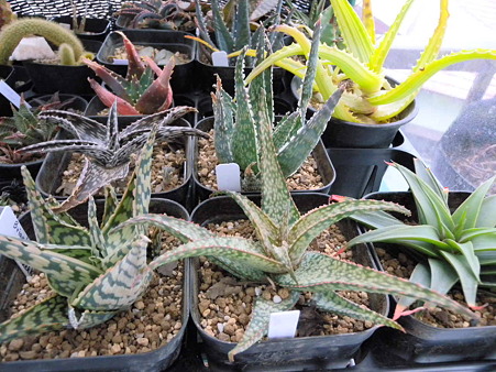 Hybrid Aloes
