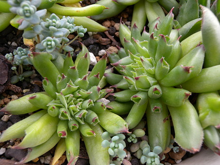 Sempervivum Momoe