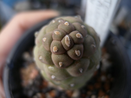 Tephrocactus geometricus