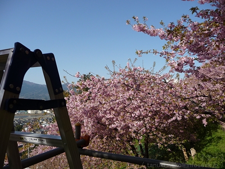 120329-松田山 河津桜 (20)