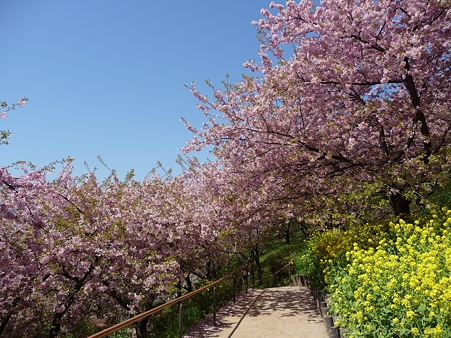 120329-松田山 河津桜 (142)