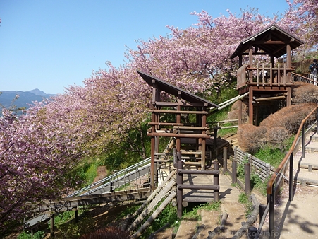 120329-松田山 河津桜 (67)