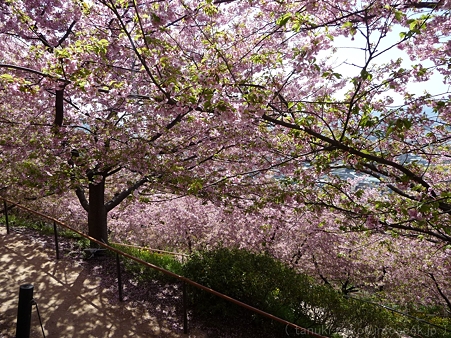 120329-松田山 河津桜 (122)