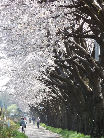 120412-海軍道路 (32)