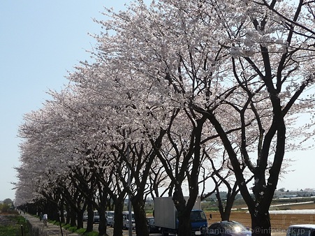 120412-海軍道路 (34)