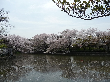 120413-八幡さま (39)