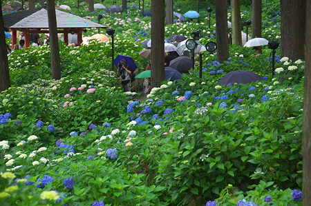 あじさい園