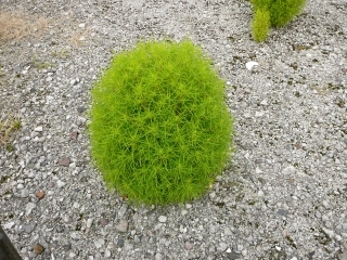 わさ