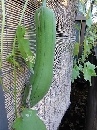 ヘチマ