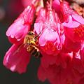 緋寒桜とミツバチ
