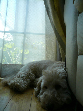 120704_koo_mira_1
