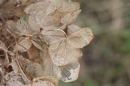 2011.10.08　和泉川　紫陽花