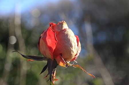 2012.01.05　和泉川　バラ