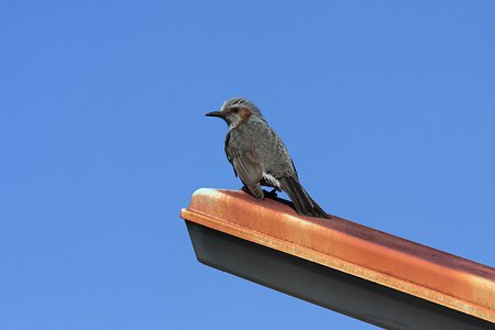2012.02.13　大池公園　街灯にヒヨドリ