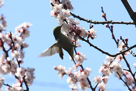 2012.04.04　和泉川　メジロ　花渡り