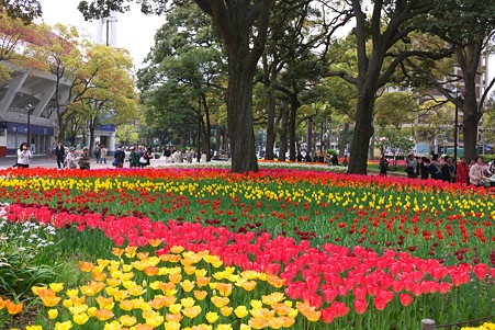 2012.04.19　横浜公園　チューリップ　頑張れDeNA