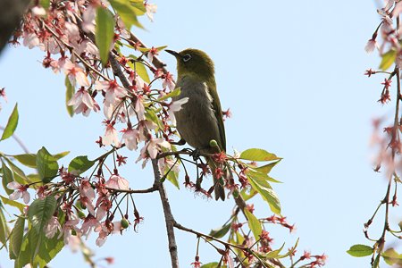 2012.04.21　和泉川　枝垂れ桜にメジロ