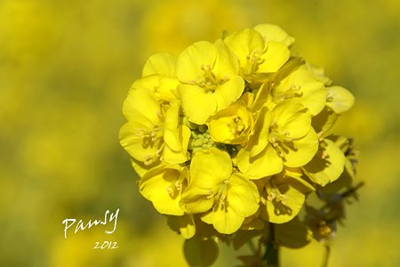 菜の花畑 2012・・4