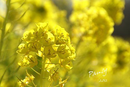 菜の花畑 2012・・6