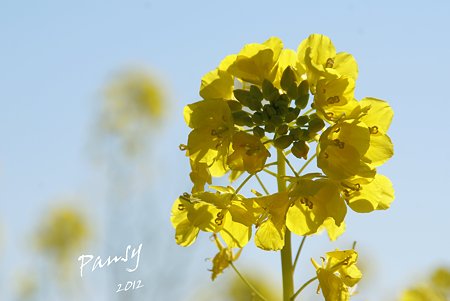菜の花畑 2012・・7