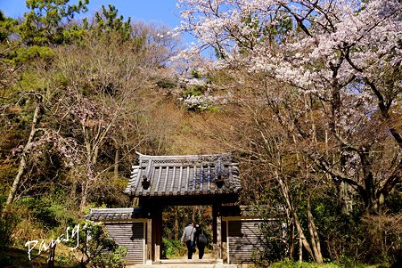卯月の三渓園 8