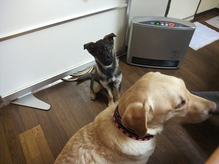 犬大好きな健太