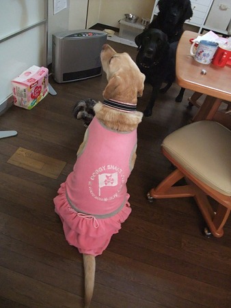 首輪もピンクつけてみました