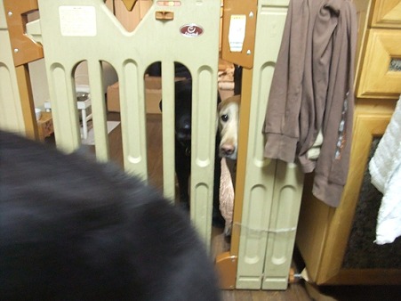 なんか視線感じる・・・