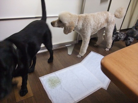 3連臭い嗅ぎ