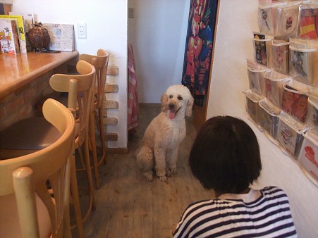 私も看板犬出来るかな?