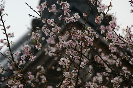 十月桜が満開、円覚寺!(111105)