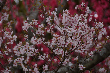 彼岸桜と緋桃のコラボ!