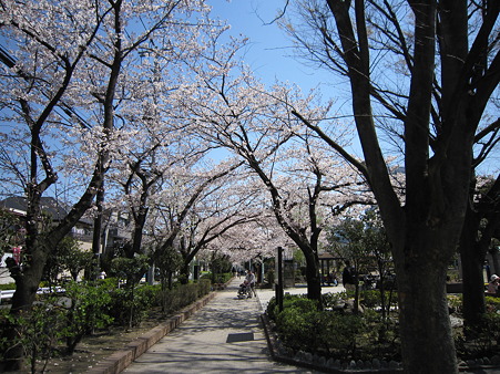 桜 (7)