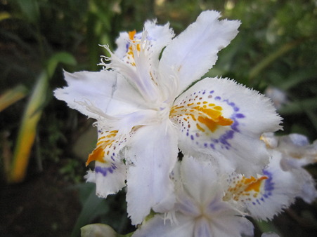 花 2