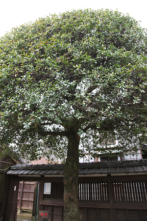 本居宣長記念館・本居宣長旧宅 - 12