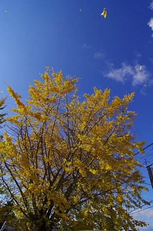 IMGP6515