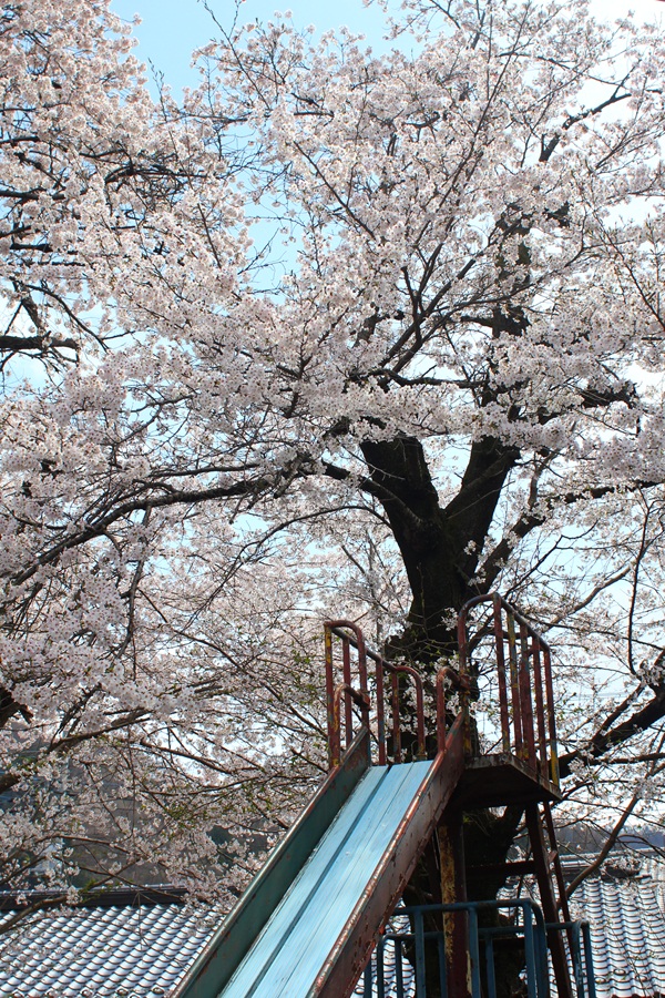 桜 (三丁目の公園)