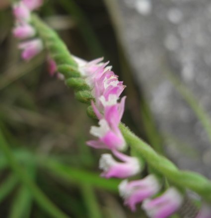 ネジ花☆