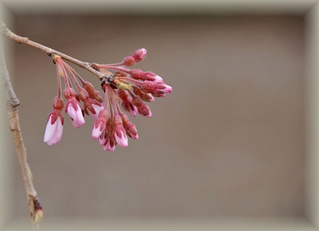 枝垂れ桜1