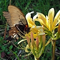 リコリスとアゲハ蝶