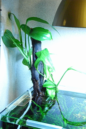 突き出し部分