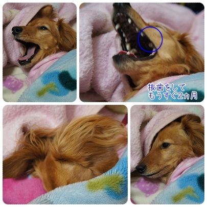 20120209 JURIの歯(抜歯して、もうすぐ2ヵ月)