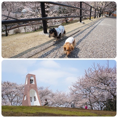 20120409 山頂「美しの塔」へ